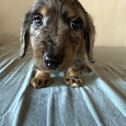 Ranger - Dapple male Dachshund puppy in Philomath, Oregon from Bailey’s Dachshunds