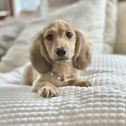 Trumpet 5000dollars - Cream male Dachshund puppy in Crystal, Michigan from Mare-bella Dachshunds
