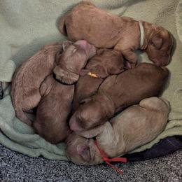 Combat Carl - Black - Apricot male Goldendoodle puppy in Citrus Heights, California from Grandpaw's Golden Doodles