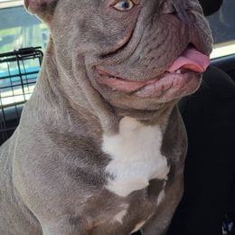 French Bulldogs from Zamora's French Bulldogs