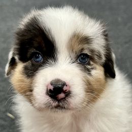 Wendy Peffercorn - Blue merle Australian Shepherd puppy in Fayetteville, Arkansas from Lightning Round Aussies