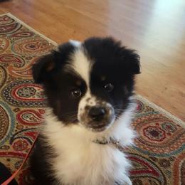 Miniature Australian Shepherd Puppies from Copper Line Aussies