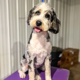 Octavia - Bernedoodle