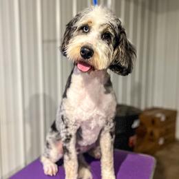 Octavia - Bernedoodle