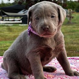 Light purple collar - Silver female Dilute Retriever puppy in Douglass, Kansas from JP Kennels, LLC