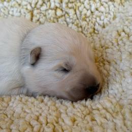 Girl one - White female Berger Blanc Suisse puppy in Bexar County, Texas from Scenic Creek German Shepherds and White Swiss Shepherds