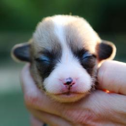 Pop Tart - Sable female Pembroke Welsh Corgi puppy in Star City, Arkansas from Say When Corgi Co.
