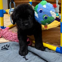 Amity - Black female Newfoundland puppy in Saukville, Wisconsin from Crossroads Canines ~ Newfoundland Dogs