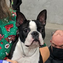 Jingles - Boston Terrier