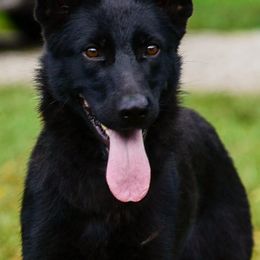 Bulma - German Shepherd