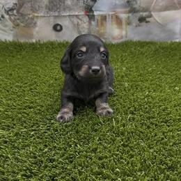 Black and Cream Longhair Boy - Black and cream male Dachshund puppy in Killeen, Texas from Southern Dachshunds