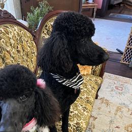 Raleigh  - Poodle