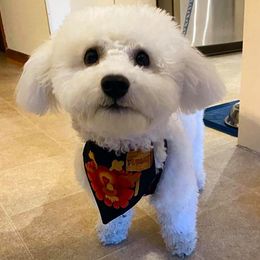Bichon Frise Puppies from Savannah Bichons