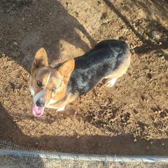 Bunny - Black and tan female Pembroke Welsh Corgi puppy in Wittmann, Arizona from Dream Catcher Corgis