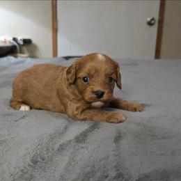 6 - Red female Cavapoo puppy in Copan, Oklahoma from Tatums cavapoos
