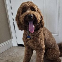 Ernie - Australian Labradoodle