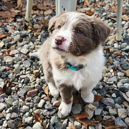 Blossom - Lilac female Border Collie puppy in Cedar Springs, Michigan from Lyncroft Border Collies