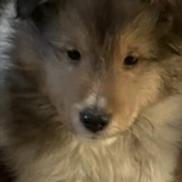 Shetland Sheepdog Puppies from Oak Knoll