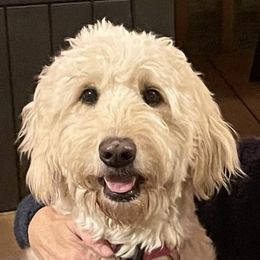 Goldendoodles from Wendy's Goldendoodles