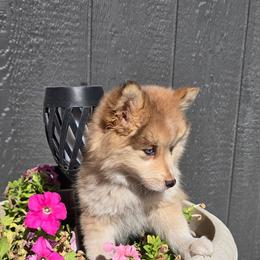 Daisy - Merle female Pomsky puppy in Elgin, Oregon from Kenna'z Kuddly Pomskiez