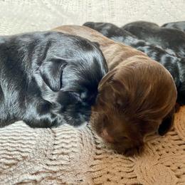 Australian Labradoodle and Labradoodle Puppies from Tango Wool Labradoodles