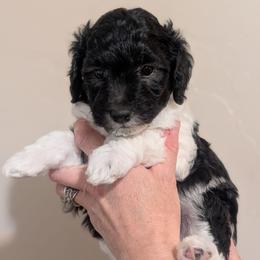 Orange Boy - Black Tuxedo - Black male Whoodle puppy in Kalispell, Montana from Countryman Whoodles