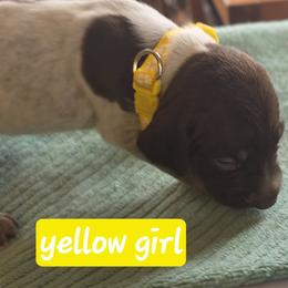 Yellow girl - Liver roan female German Shorthaired Pointer puppy in Dahlonega, Georgia from Pointer Mountain Bird Dogs