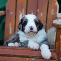 Hank - Blue merle male Bernedoodle puppy in Spokane, Washington from Lilac City Doodles