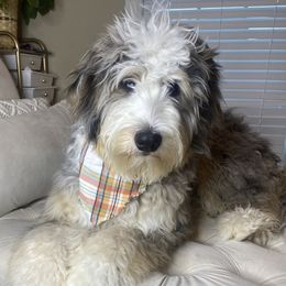 Oaklyn - Bernedoodle