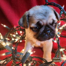 Joy - Fawn female Pug puppy in Lebanon, Maine from Palatial Pugs LLC