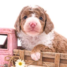 Pink - Brown and white female Aussiedoodle puppy in Byron, Georgia from Southern Olive Doodles 🫒
