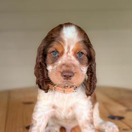 Boy 1 - Tan (Sable) - Orange and white male English Springer Spaniel puppy in Lake City, Fl, Florida from Spradley Springers & GSP's