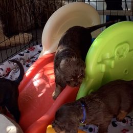 Basset Fauve de Bretagne and Otterhound Puppies from Briarroot Kennel