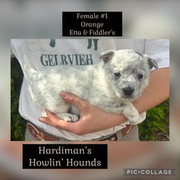 Girl 1 - Blue mottled female Australian Cattle Dog puppy in Dillwyn, Virginia from Hardiman’s Howlin’ Hounds
