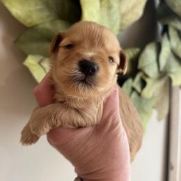 Miniature Schnauzer Puppies from A.R Miniature Schnauzers