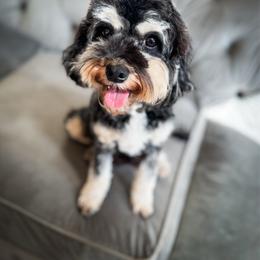 Olive - Cavapoo