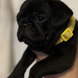 Pugs from Pack of Pugs