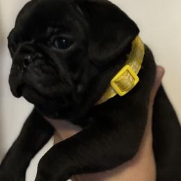 Pugs from Pack of Pugs