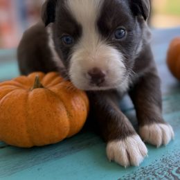Red tri 1 - Red tri male Miniature Australian Shepherd puppy in Danville, Alabama from A&L Farms