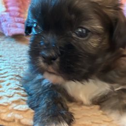 Cassius - Chocolate male Shih Tzu puppy in Oxon Hill, Maryland from Shihtzus4life