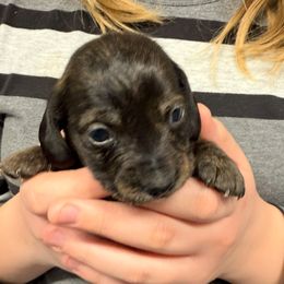 Brindle - Brindle male Dachshund puppy in Ft Dodge, Iowa from Secret Reality