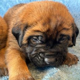 Toad - Apricot male Mastiff puppy in Wewoka, Oklahoma from P Diamond Mastiffs