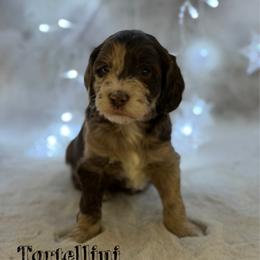 Tortellini - Merle female Goldendoodle puppy in Williamson, New York from Lakeside Doodles