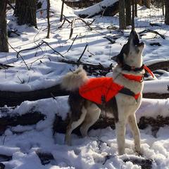 West Siberian Laikas from Campfire WSL