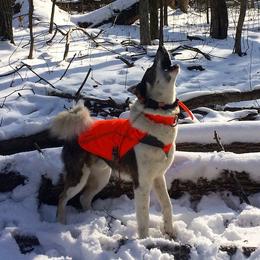 West Siberian Laikas from Campfire WSL