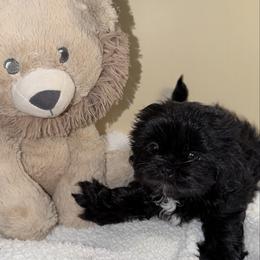 Rocky - Black male Shih Tzu puppy in Ocala, Florida from Mimi's Shih-tzus of Ocala