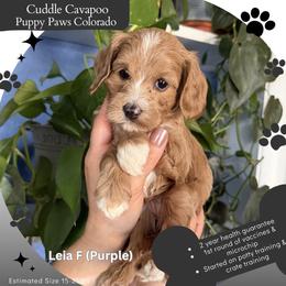 Leia - Red female Cavapoo puppy in Fort Lupton, Colorado from Puppy Paws Colorado