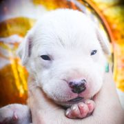 Chione- Girl 2 - White female Dogo Argentino puppy in San Diego, California from Debonair Dogos