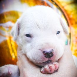 Chione- Girl 2 - White female Dogo Argentino puppy in San Diego, California from Debonair Dogos