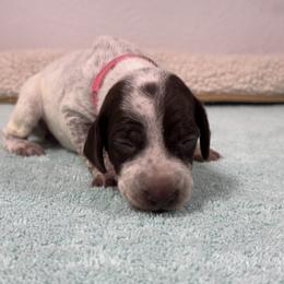 German Shorthaired Pointer Puppies from Lipan Creek German Shorthaired Pointers